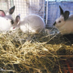 rabbits